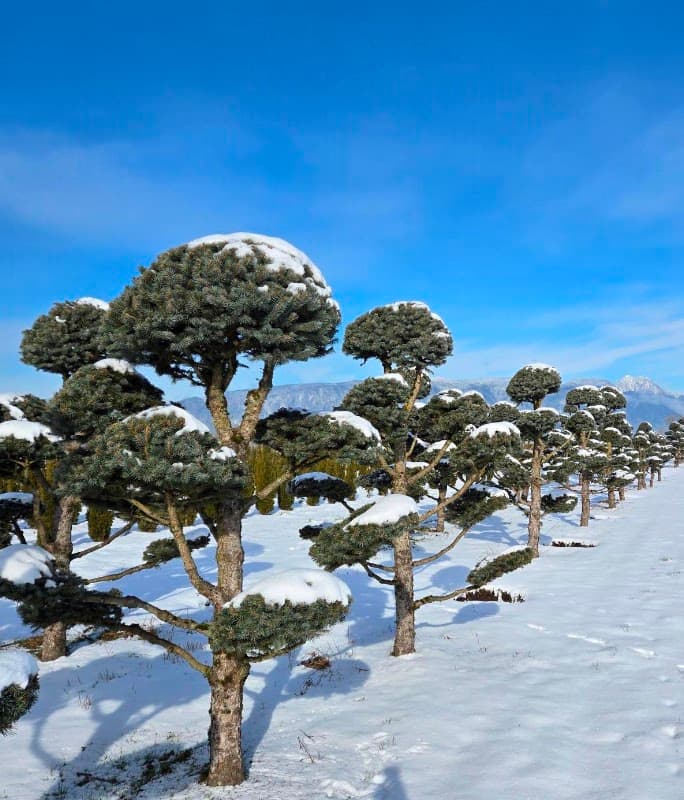 Specimen Trees Wholesale Nurseries Ltd photo 2