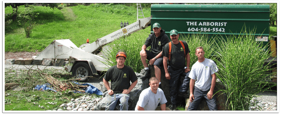 The Arborist project photo