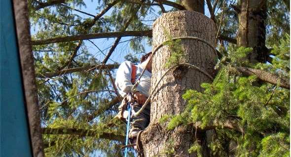 The Arborist photo 2