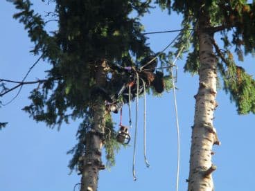 The Arborist photo 4