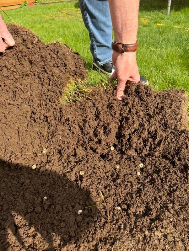 The Grubinator Grub Control project photo