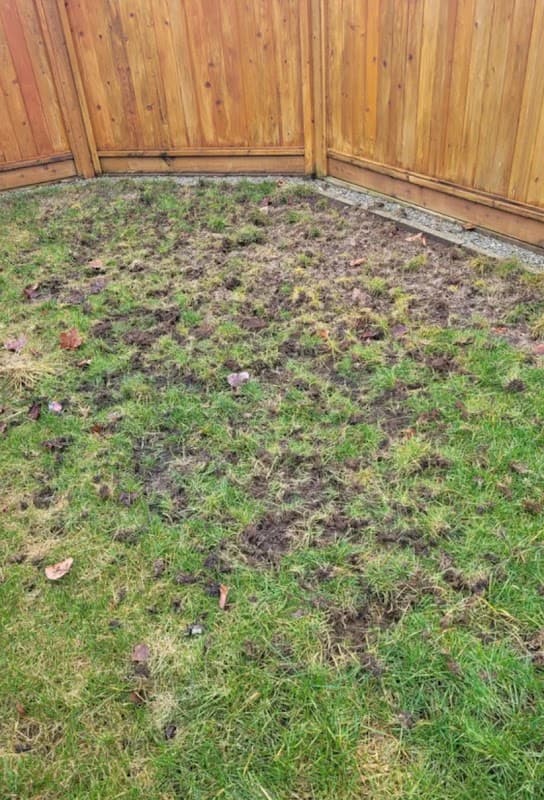The Grubinator Grub Control photo 2