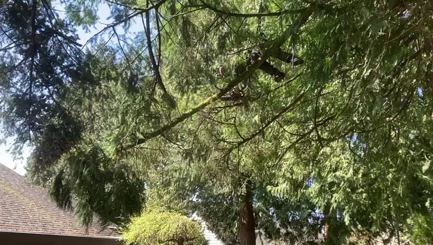 Treeline Services photo 2