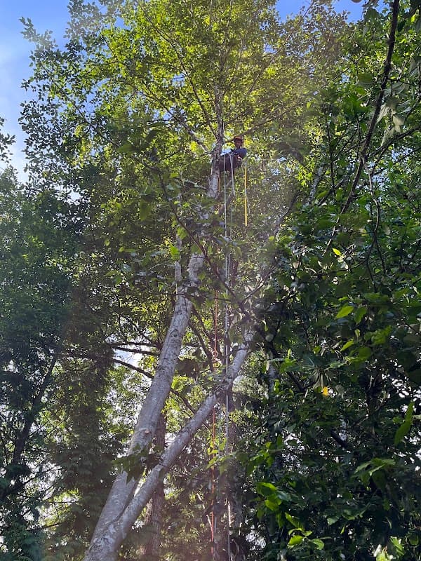 TREESENSE CARE project photo