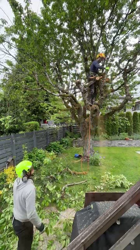 TREESENSE CARE photo 3