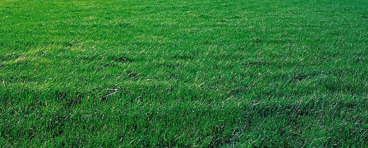 University Sprinklers project photo