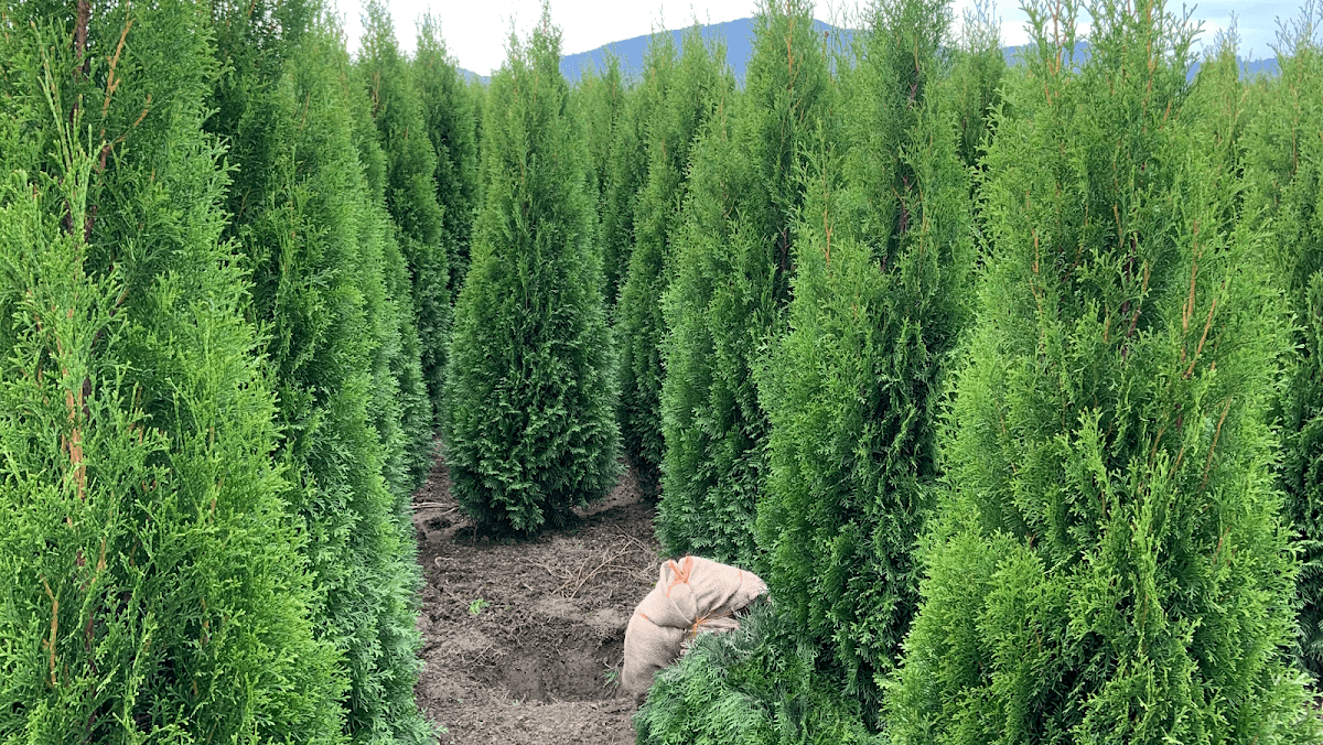 Vanstarr Landscaping