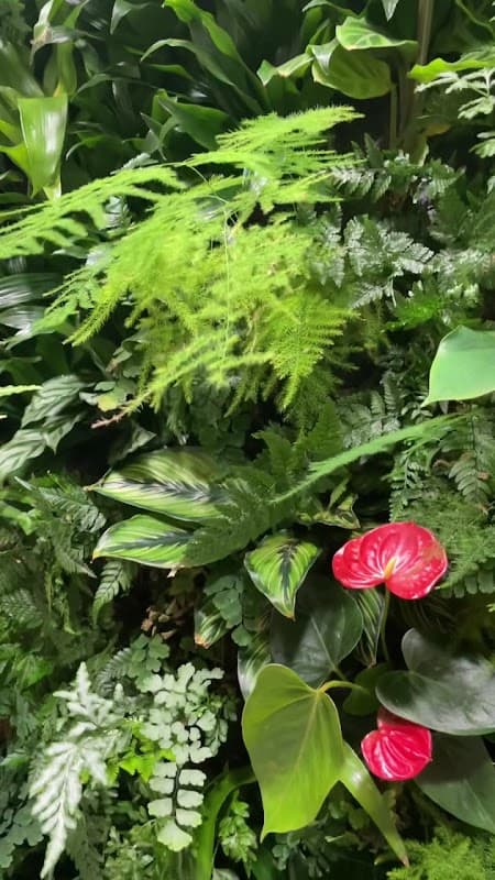 Vertical Oxygen living walls photo 3