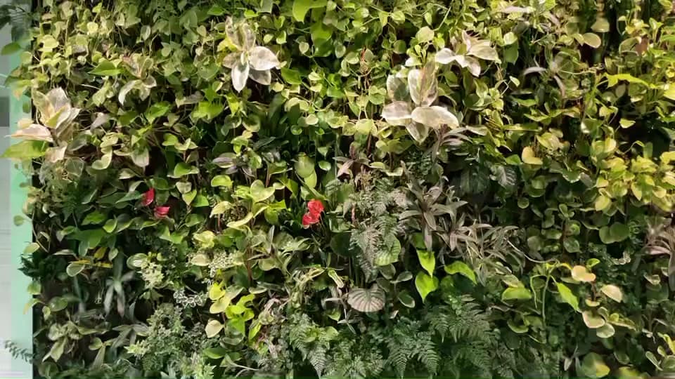 Vertical Oxygen living walls photo 6