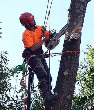 West Vancouver Tree Service Contracting photo 2
