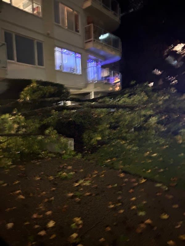 Western Tree Services photo 2