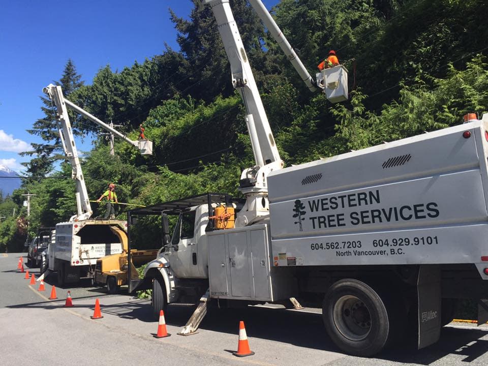 Western Tree Services photo 4