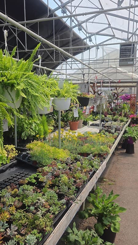 Wing Wong's Nursery photo 2
