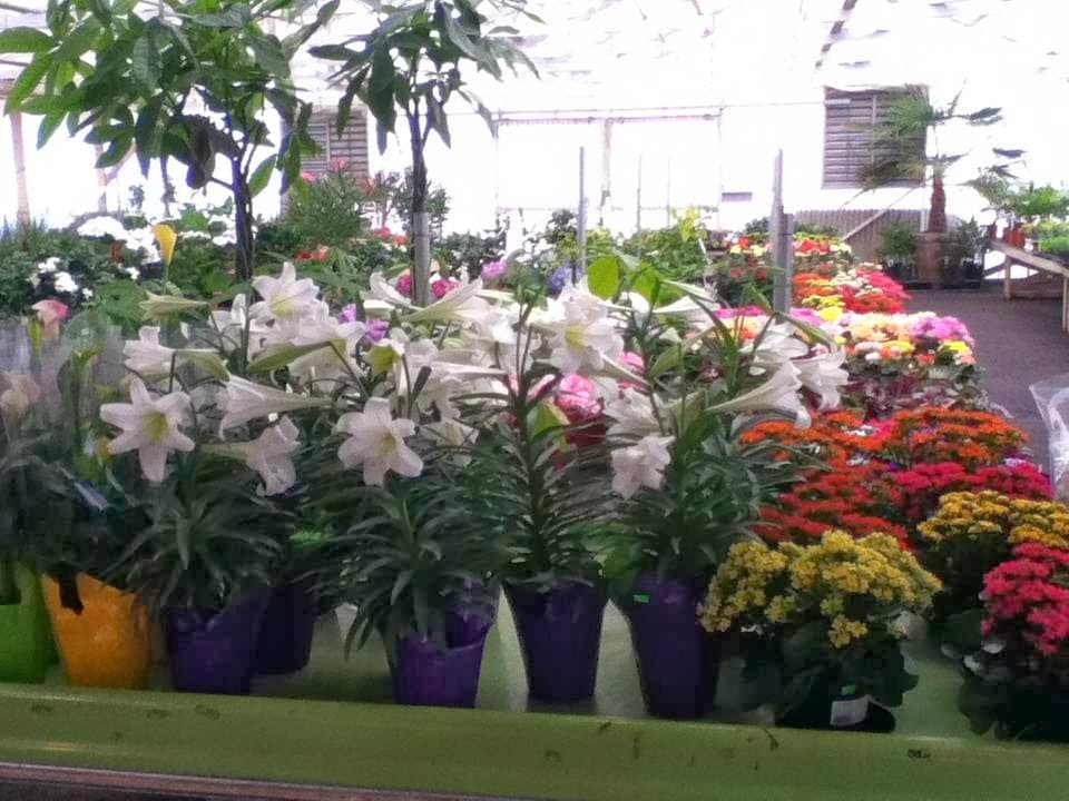 Wing Wong's Nursery photo 6