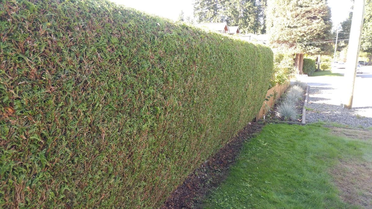 WJT Yard Services