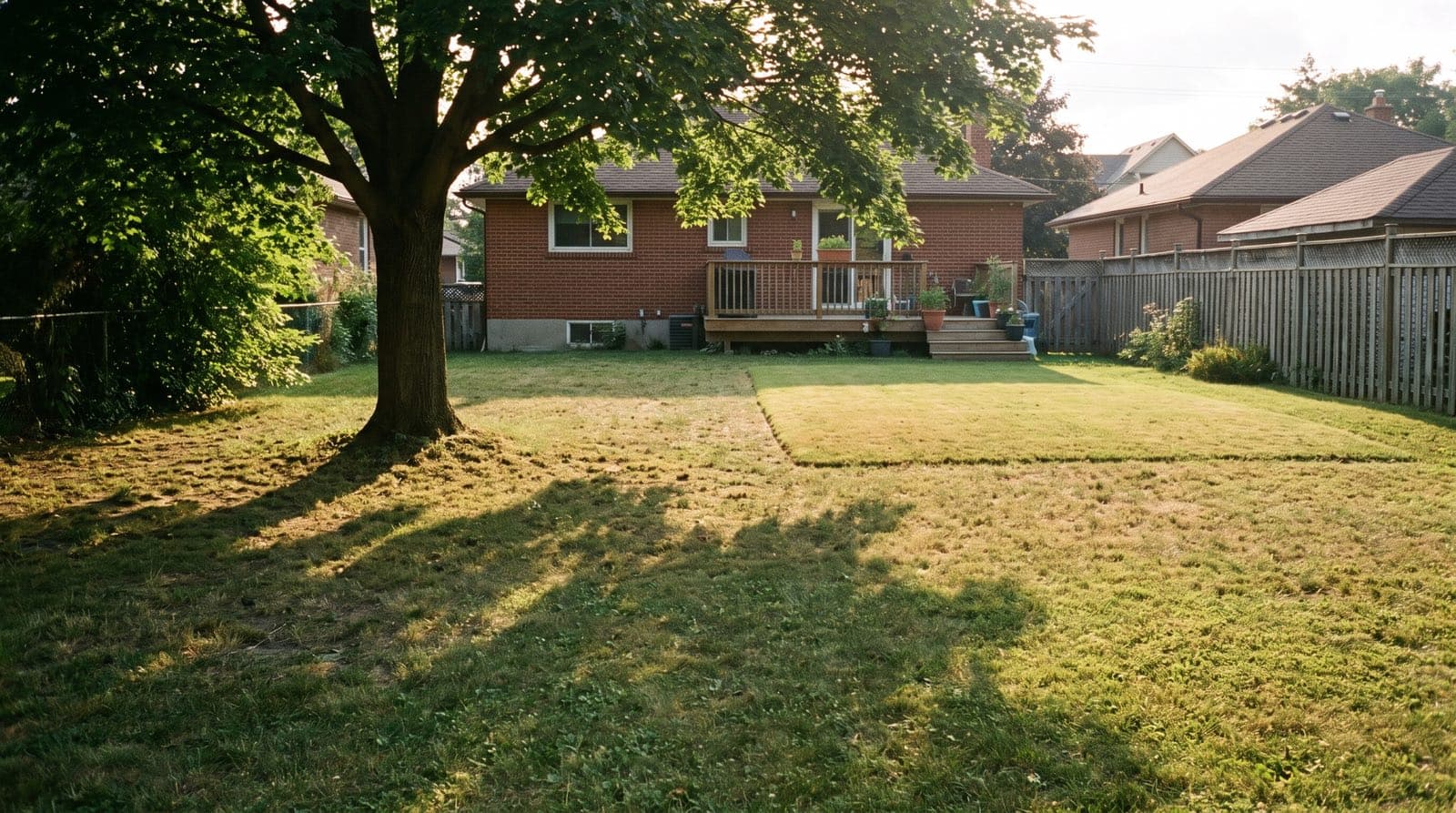 Toronto backyard lawn with a sunny open section and a shaded area under a mature maple tree in summer