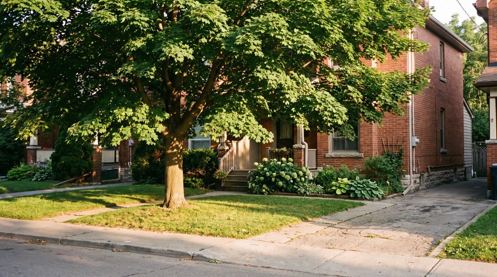 Mature maple street tree beside a red-brick Toronto house, marking the boundary between a private front yard and the City road allowance