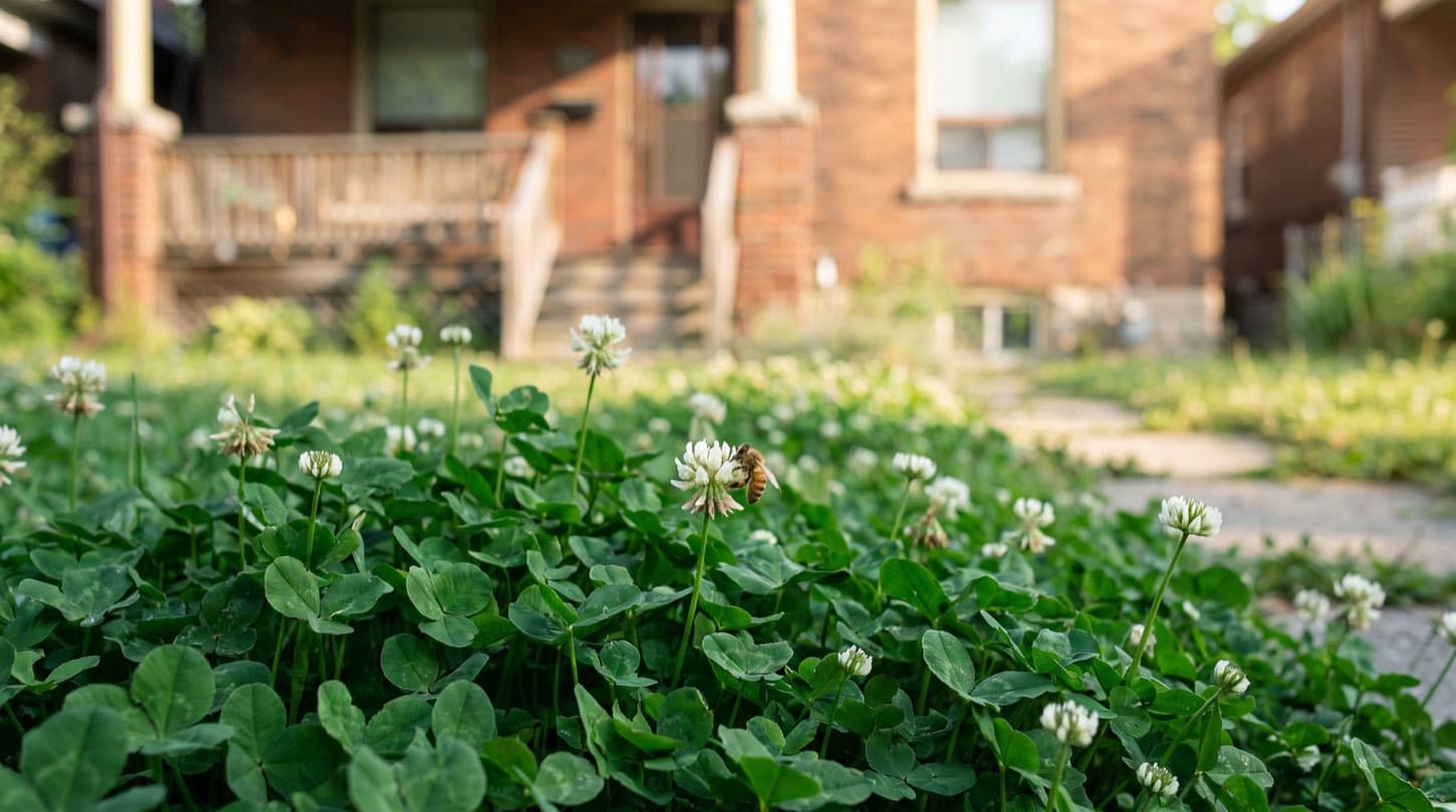Green white clover lawn in bloom with small white flowers and a bee in a Toronto backyard in summer