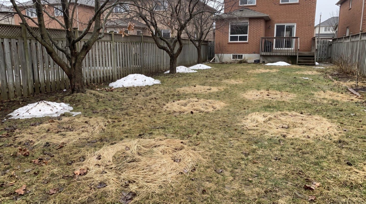 Early spring Toronto lawn with matted straw-colored snow mold patches as the last snow melts at the edges