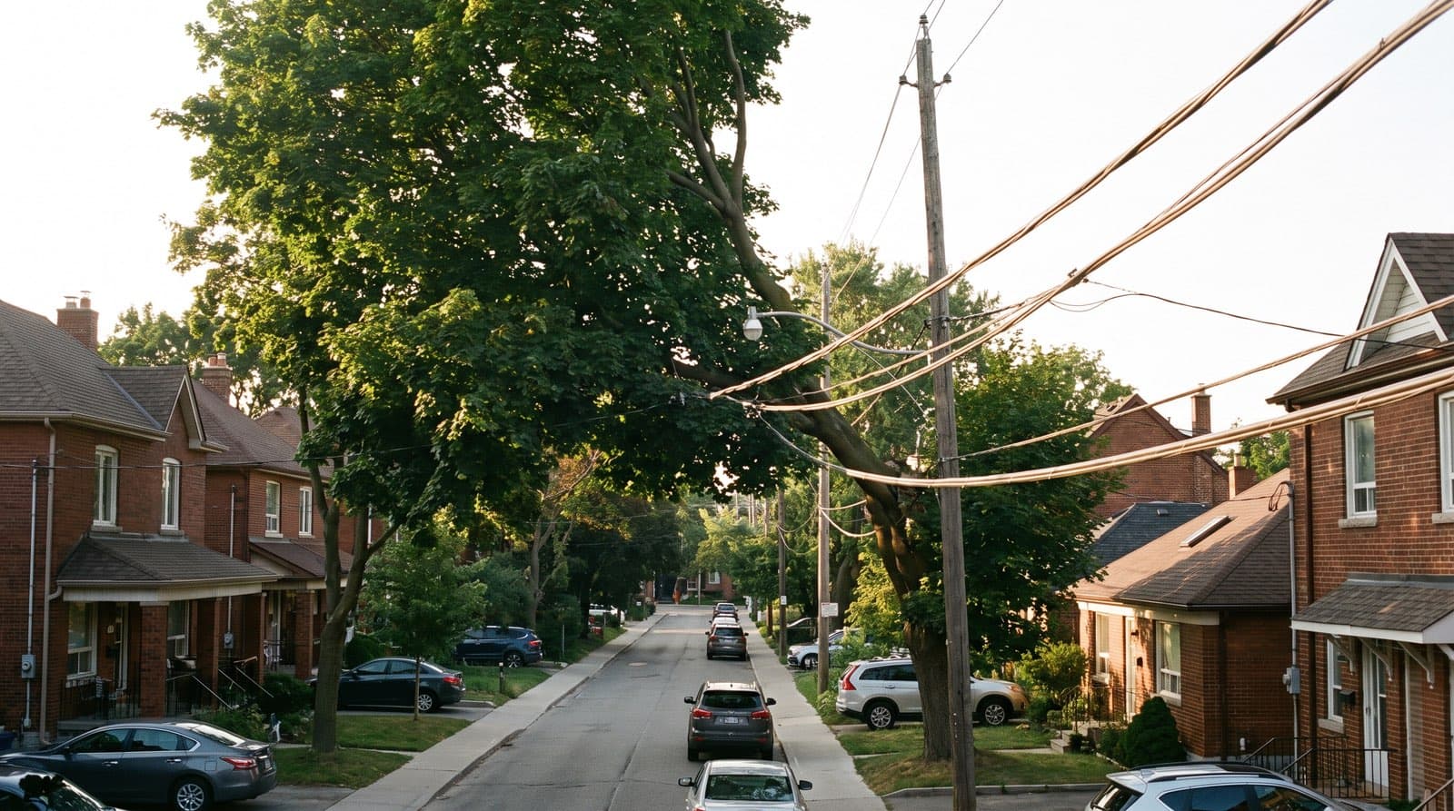 Mature maple branches growing close to overhead hydro wires above a red-brick Toronto residential street in late summer