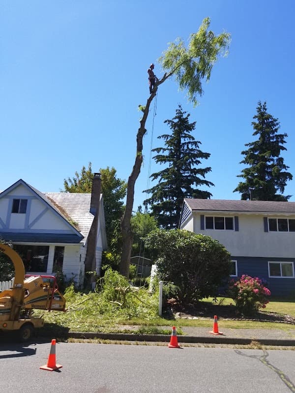 Alpine Tree Care project photo