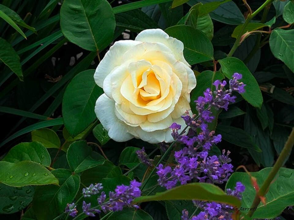 Amanda's Garden Consulting photo 5