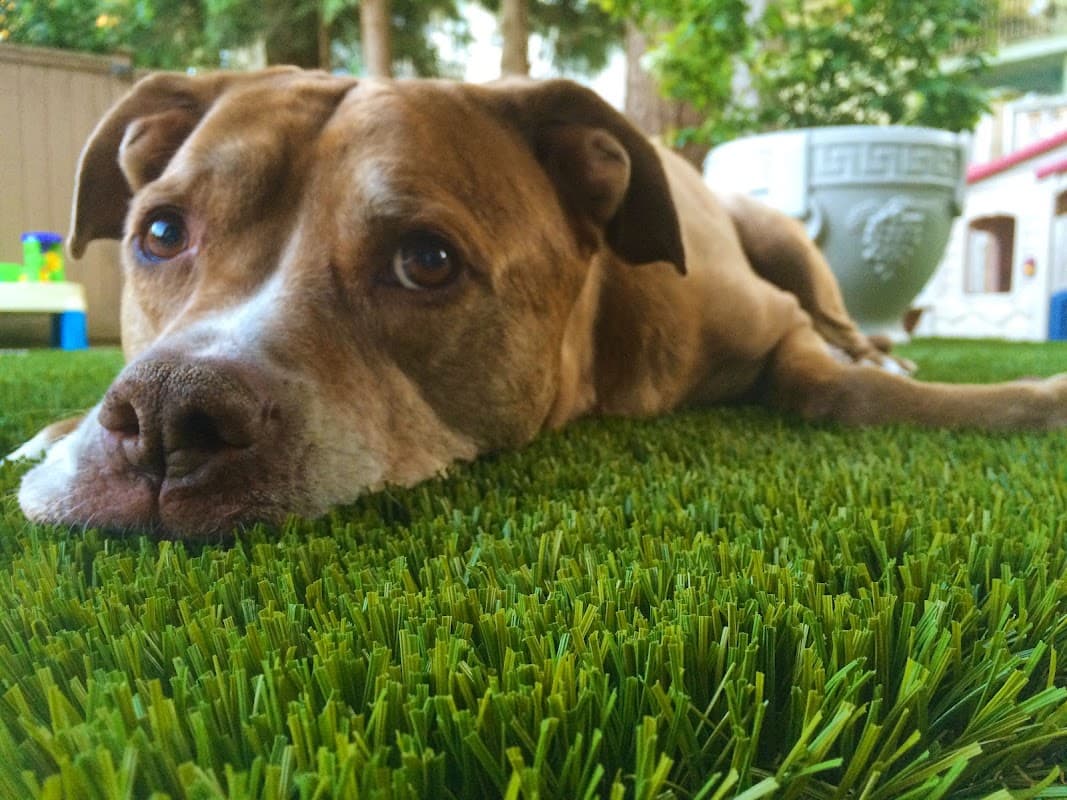 Bella Turf photo 3