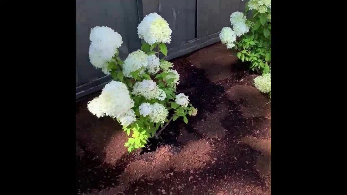 Blossom Landscaping photo 2