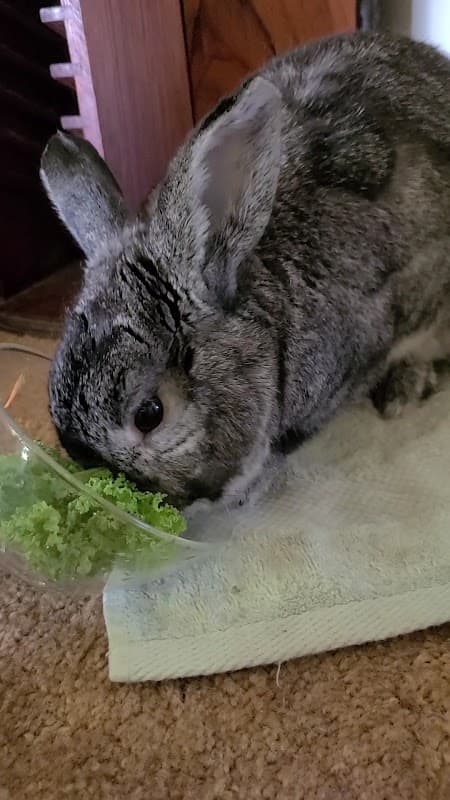 Coquitlam Animal Shelter photo 3