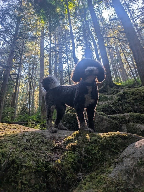 Cypress Falls Park | West Vancouver photo 2