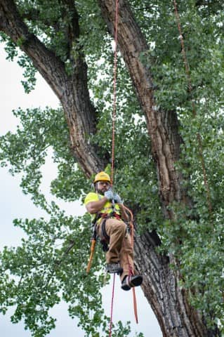 Davey Tree Expert Co. of Canada, Limited photo 3