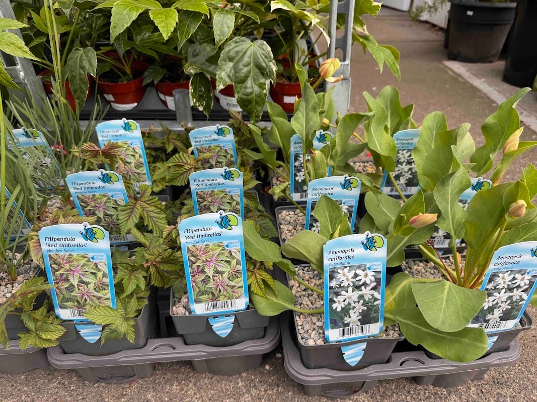 DH Garden Centre Kitsilano, Vancouver BC photo 4