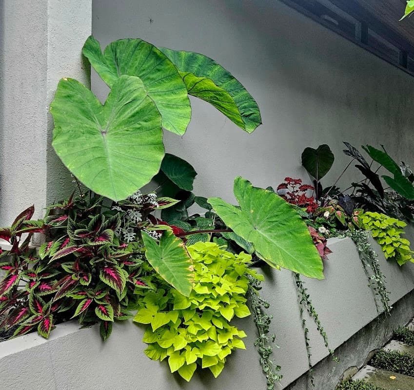 EDGE. Landscaping & Garden Maintenance