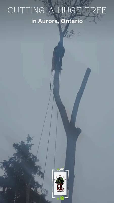 Five Star Tree Services in Toronto, Richmond Hill & GTA photo 3