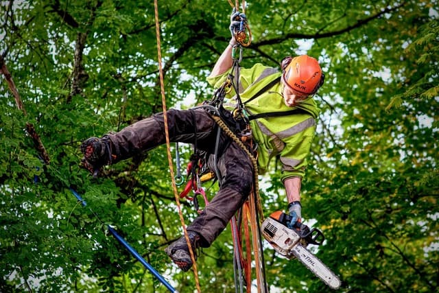 Freedom Tree Care Ltd. project photo