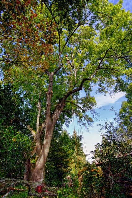 Freedom Tree Care Ltd. photo 2