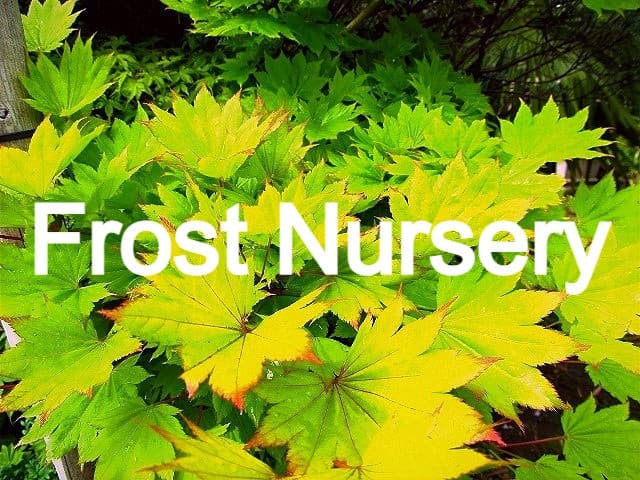 Frost Nursery photo 4