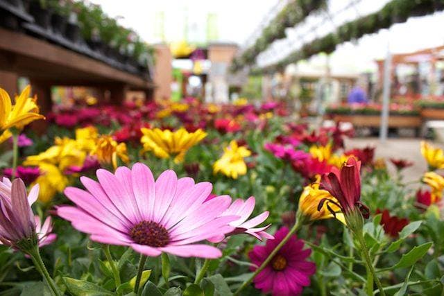 Glow Garden Centre photo 5