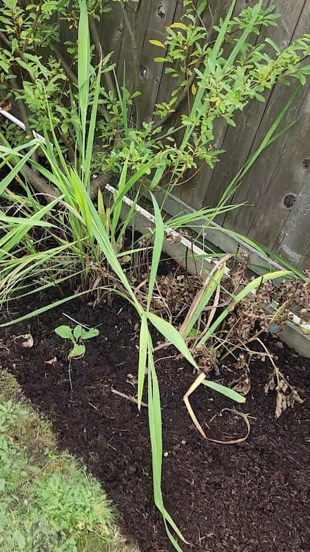 Green Bear Lawn Care photo 2