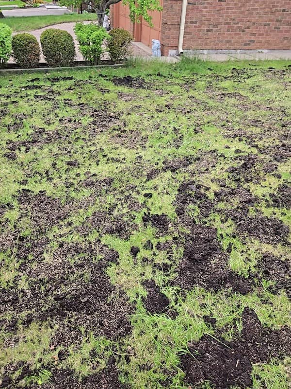 Highly Handy Lawn & Garden Service's photo 3