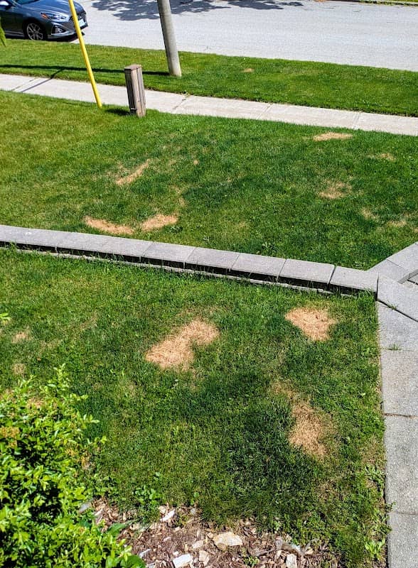 Hometurf Lawn Care photo 2