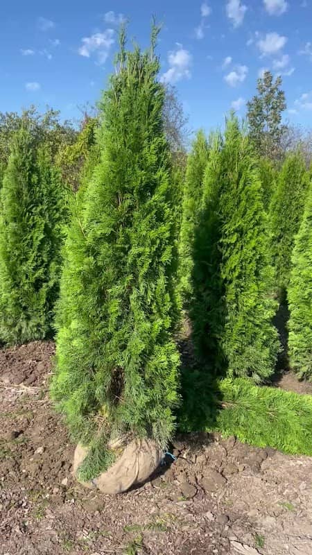 House Of Cedar + Evergreen Trees | Plants | GTA photo 3