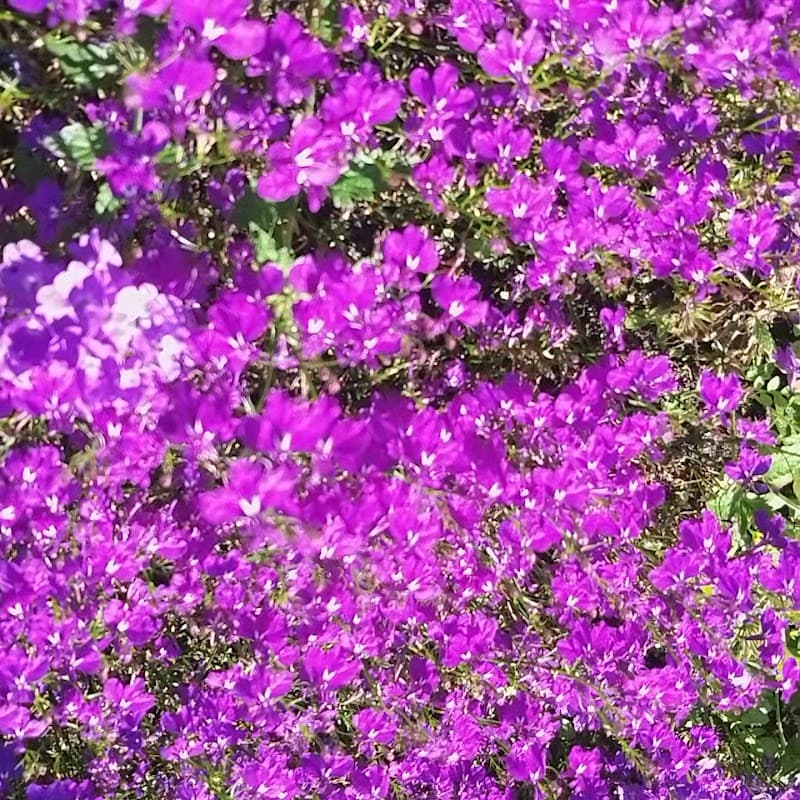 Inspiration Garden at Town Centre Park photo 3