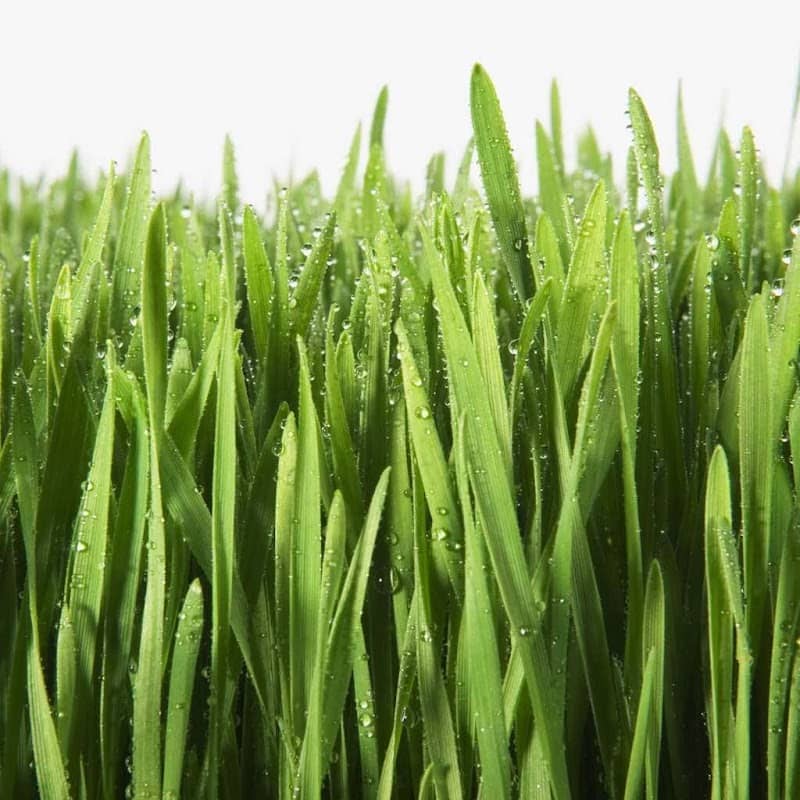Kingsway Snowplowing & Lawn Maintenance