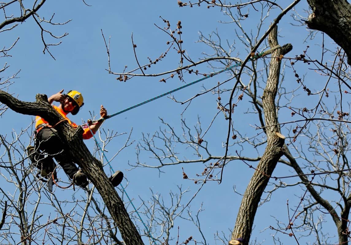 Kodiak Tree Services project photo