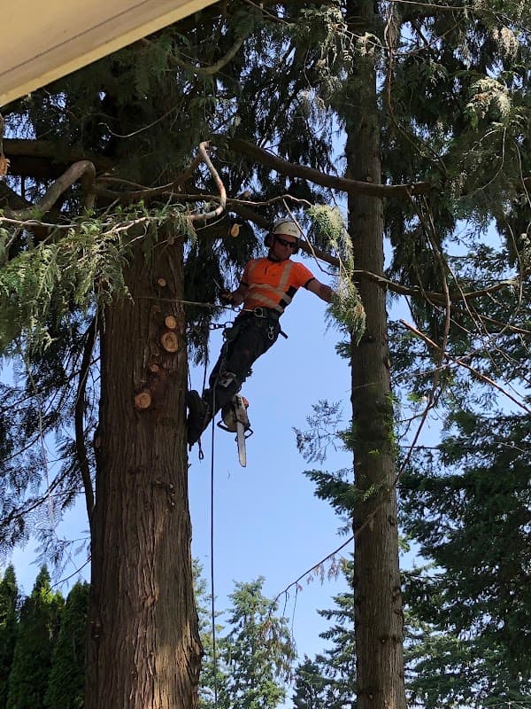 M McConkey Arborist Services Ltd