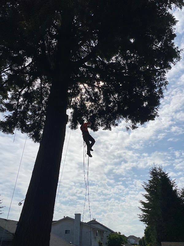 Mountain View Tree Service Inc. project photo