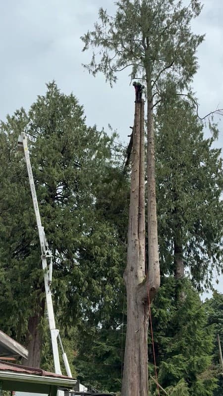 Mountain View Tree Service Inc. photo 4
