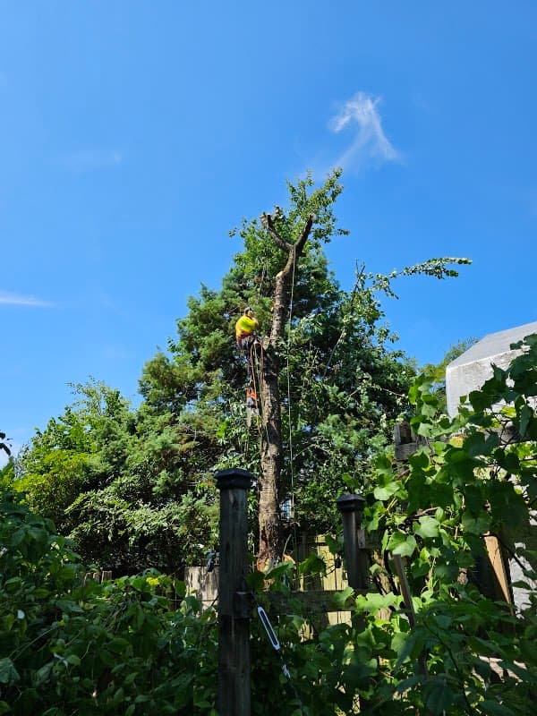 North Van Tree Care Pros Inc. photo 2