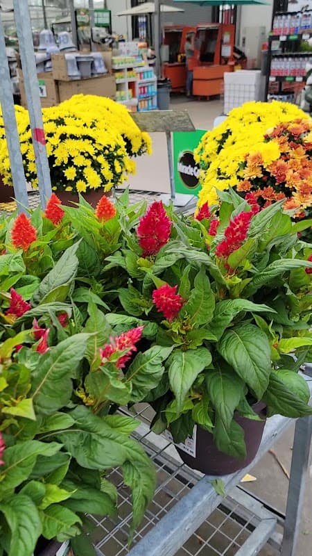Outdoor Garden Centre at The Home Depot photo 3